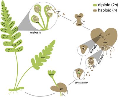 Overlapping Patterns of Gene Expression Between Gametophyte and Sporophyte Phases in the Fern Polypodium amorphum (Polypodiales)